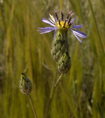 Volutaria crupinoides
