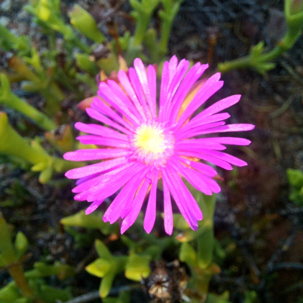 Erepsia viridis (Haw.) L.Bolus 2