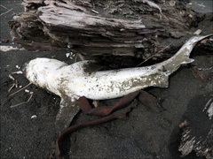 Carcharhinus brachyurus