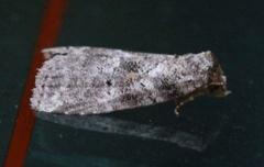 Hyperstrotia pervertens