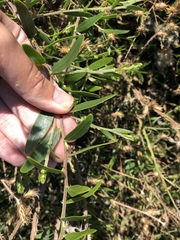 Acacia bivenosa