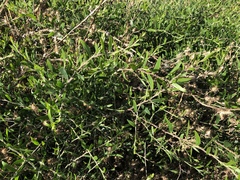 Acacia bivenosa