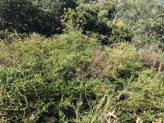 Acacia bivenosa