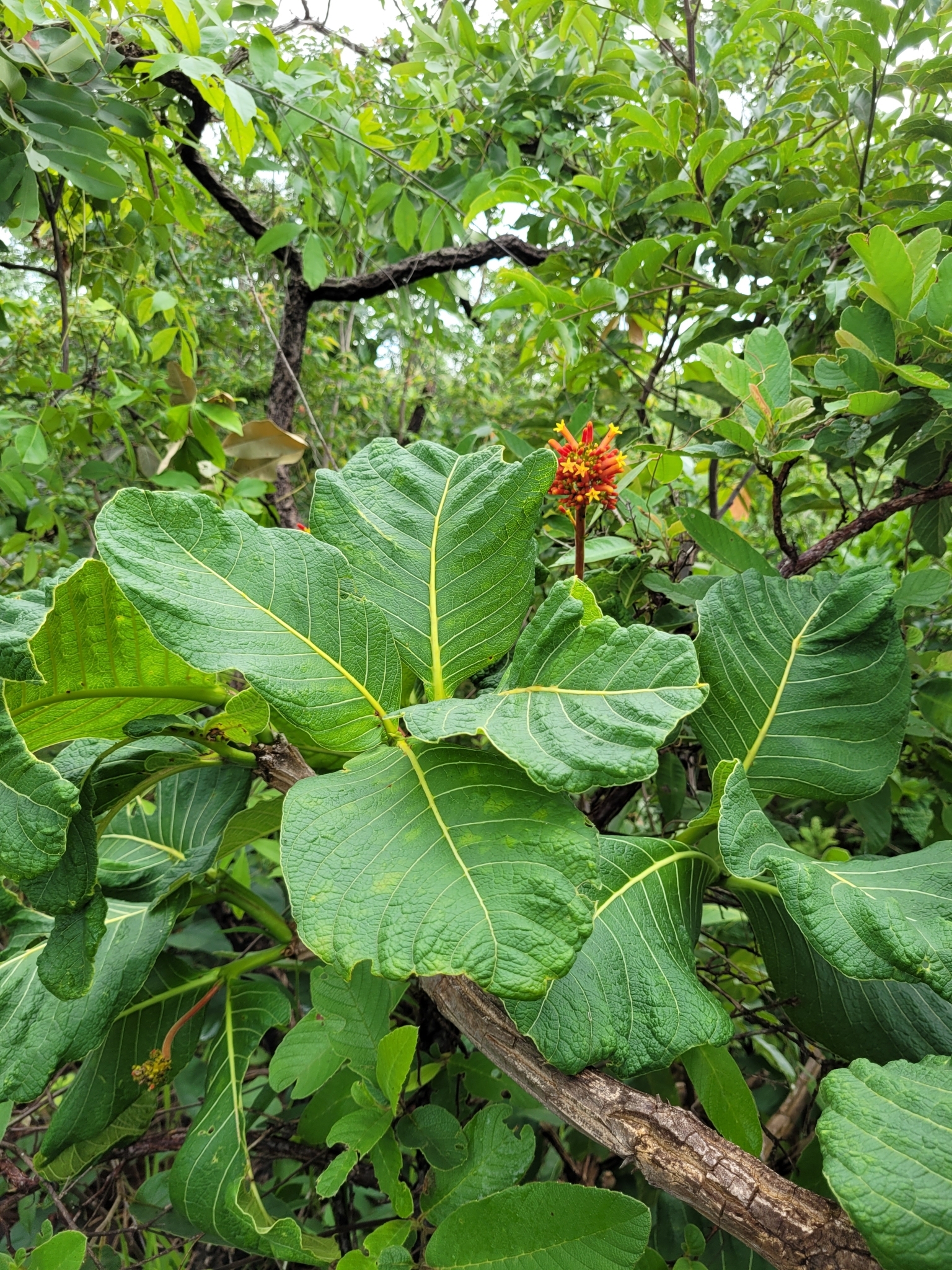 Palicourea rigida