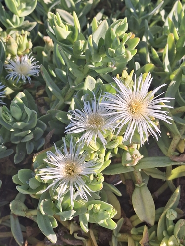 Mesembryanthemum vanrensburgii (L. Bolus) Klak 2