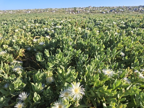 Mesembryanthemum vanrensburgii (L. Bolus) Klak 3