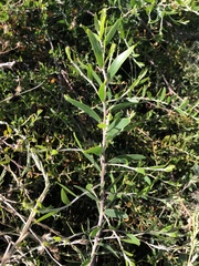 Acacia bivenosa