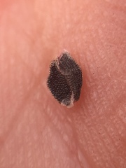 Calochortus tiburonensis