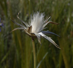 Volutaria crupinoides