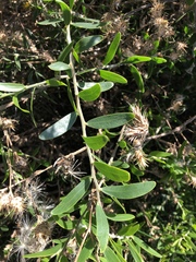 Acacia bivenosa