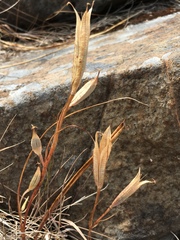 Calochortus tiburonensis