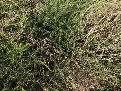 Acacia bivenosa