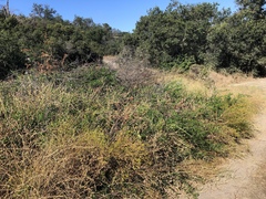 Acacia bivenosa