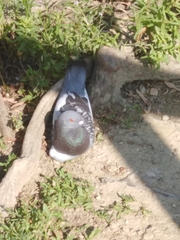 Columba livia domestica