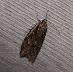 Semioscopis aurorella