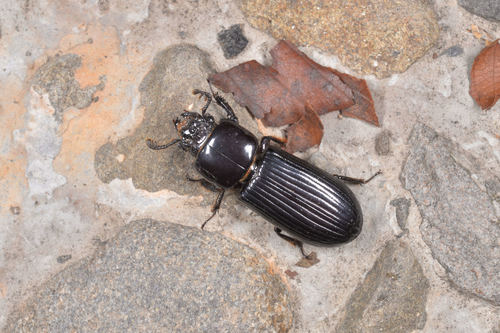 Leptaulax formosanus · iNaturalist