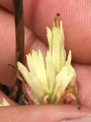 Castilleja affinis neglecta
