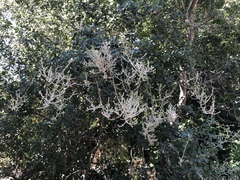 Cystotheca lanestris