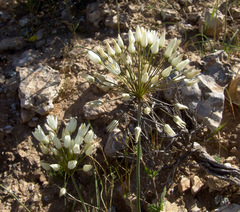 Allium negevense