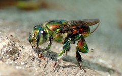 Euglossa flammea