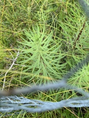 Liatris novae-angliae