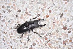 Dorcus rubrofemoratus yamadai