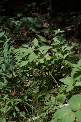 Allium allegheniense