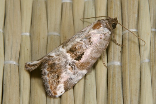 Rosy Marbled, Pilisborosjenő, 2097 Hungary, photo 10 of 10