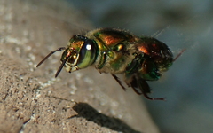 Euglossa flammea