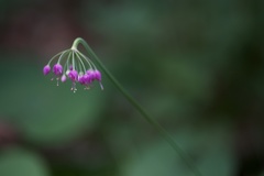 Allium allegheniense