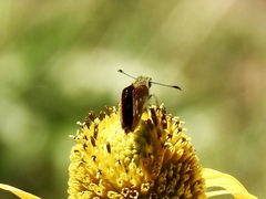 Piruna polingii
