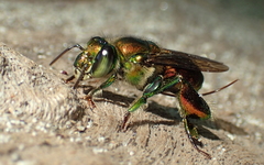 Euglossa flammea