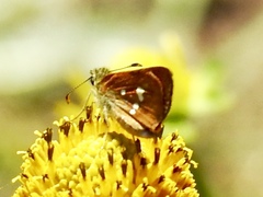 Piruna polingii