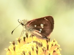 Piruna polingii