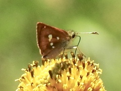 Piruna polingii