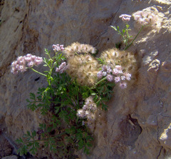 Chaetosciadium trichospermum