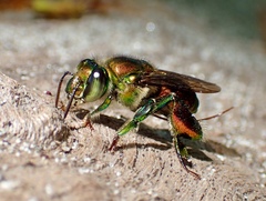 Euglossa flammea