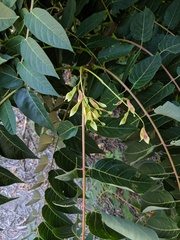 Ailanthus altissima