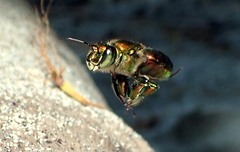 Euglossa flammea