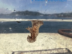 Plocamopherus tilesii