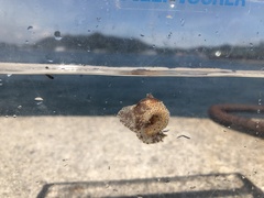 Plocamopherus tilesii