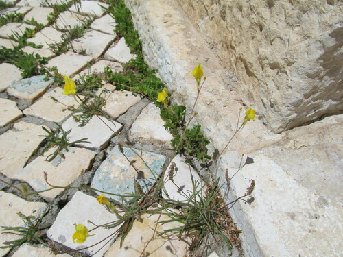Image of Linaria spartea by (c) zebedeugalinha, some rights reserved (CC BY)