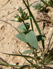 Linaria albifrons