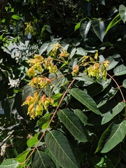 Ailanthus altissima