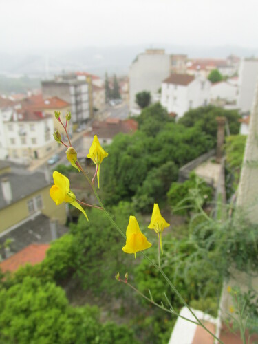 Image of Linaria spartea by (c) zebedeugalinha, some rights reserved (CC BY)