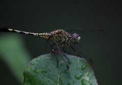 Diplacodes trivialis