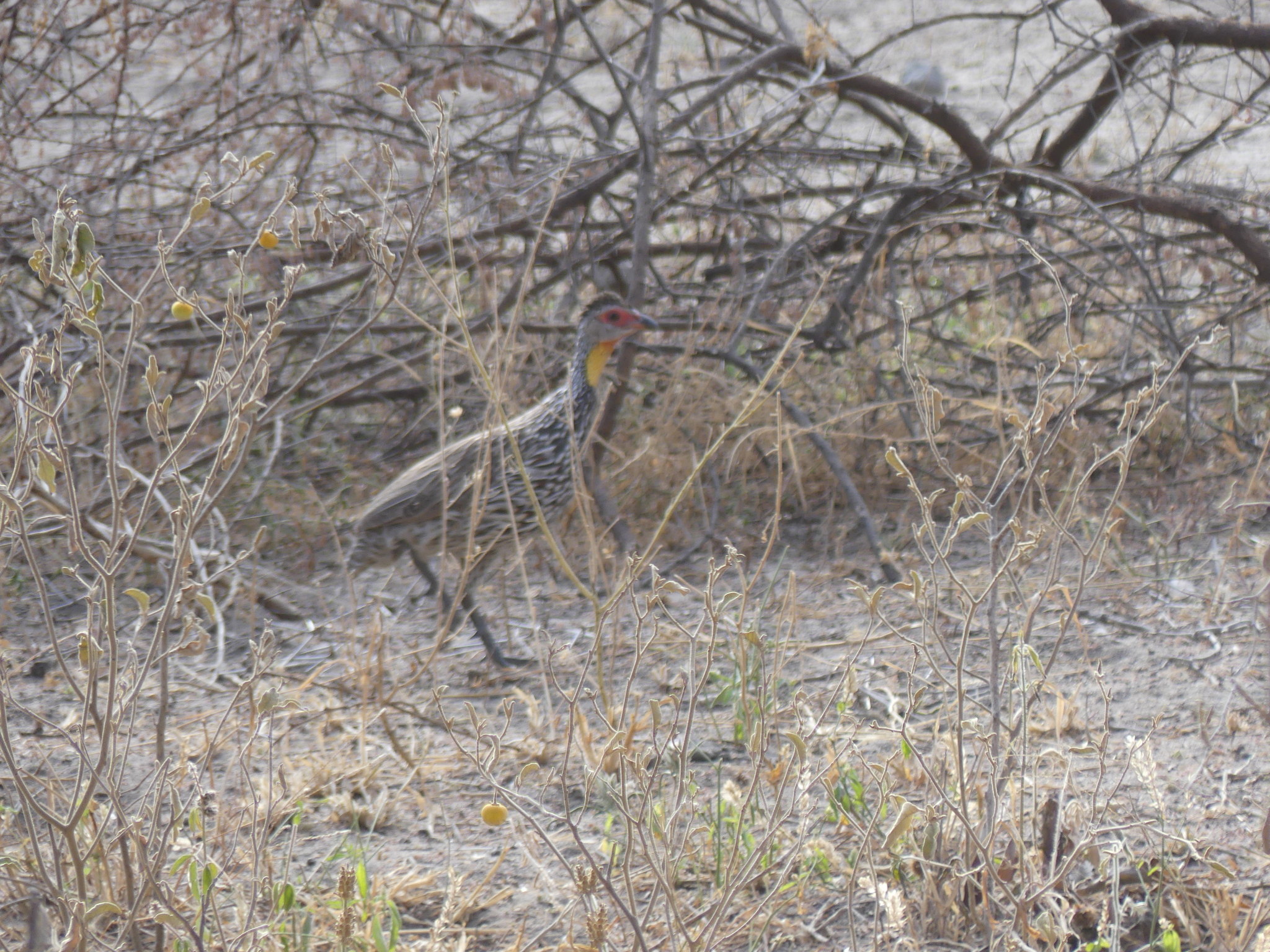 Yellow-necked Spurfowl illustration