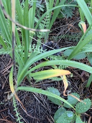 Allium brevistylum