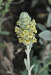 Sideritis syriaca