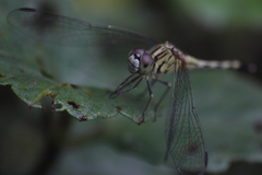 Diplacodes trivialis